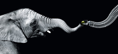 EVOLUTIONARY INTERACTION