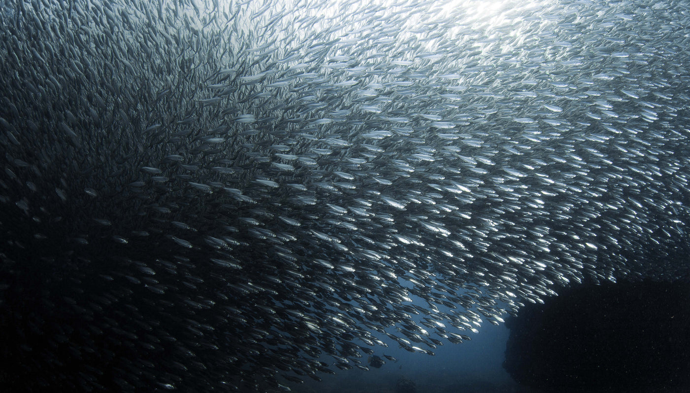 SEA OF DATA