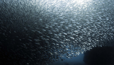 SEA OF DATA