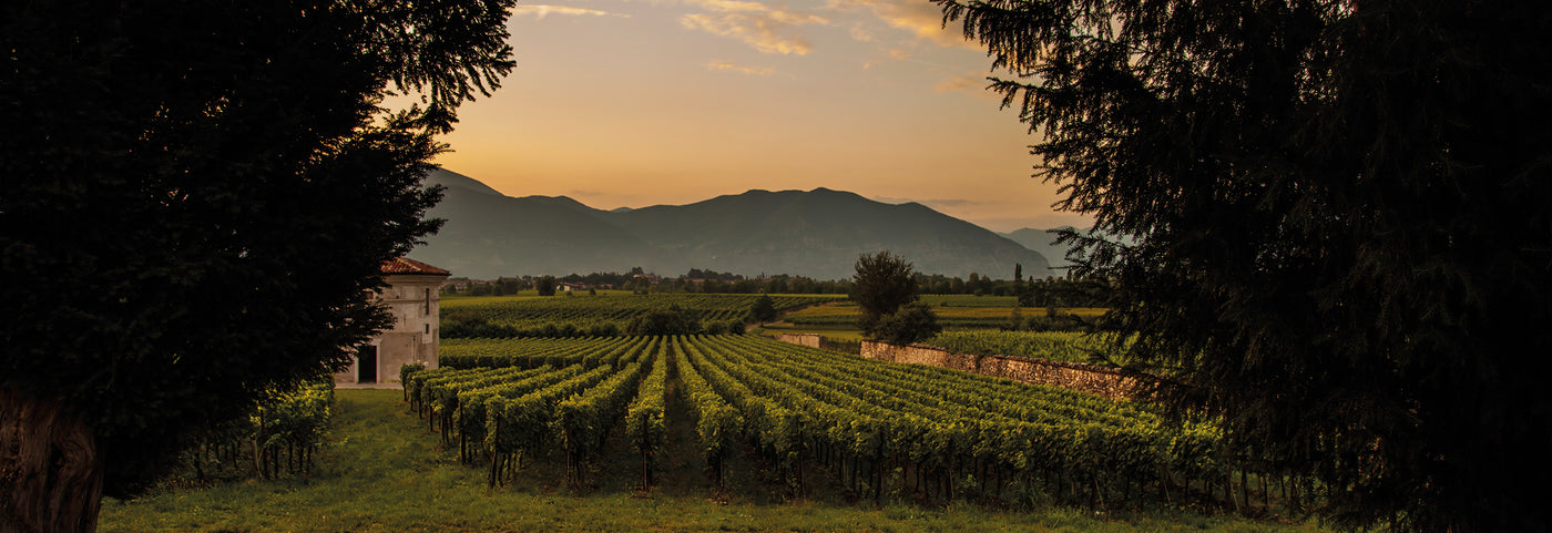 WINE CULTURE