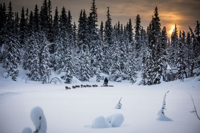 WINTER WONDERLAND