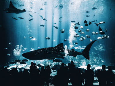 BIG SHARKS LITTLE FISH