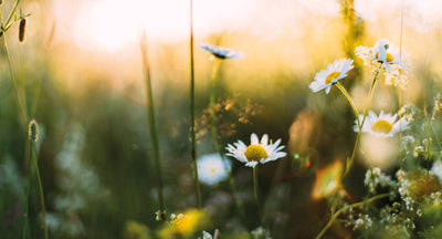 IN VOLLER BLÜTE
