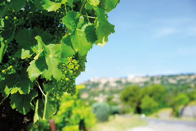 CHAMPAGNE BRUT NATURE